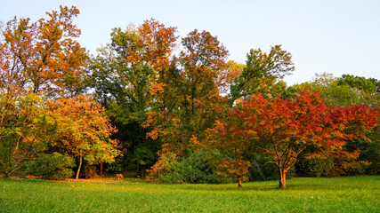 Naklejka premium autumn trees in the park