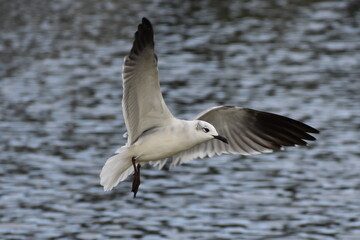 seagull in flight