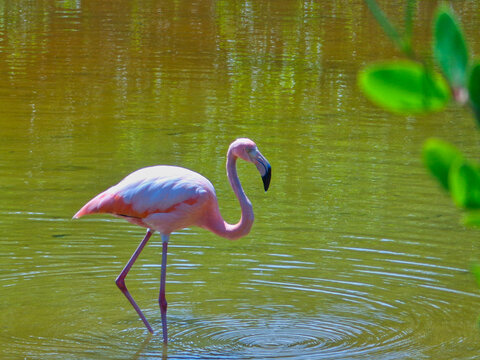 Flamencos de las islas galapagos