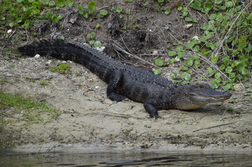 Alligator near the pond