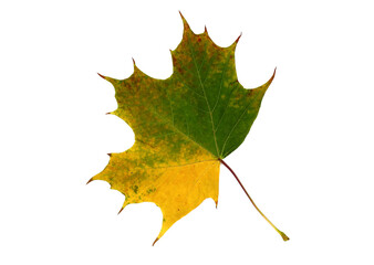 Autumn maple leaf on a light background. Natural color.