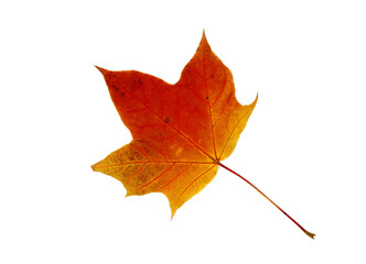 Autumn maple leaf on a light background. Natural color.