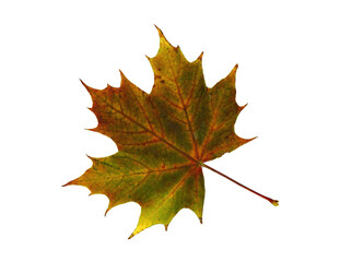 Autumn maple leaf on a light background. Natural color.