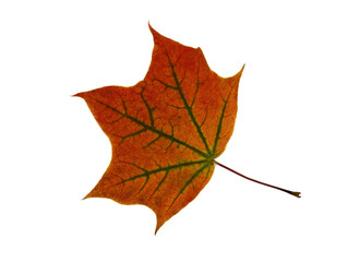 Autumn maple leaf on a light background. Natural color.