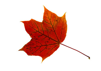 Autumn maple leaf on a light background. Natural color.