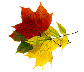 Several maple autumn leaves of different colors on a light background. Natural color.