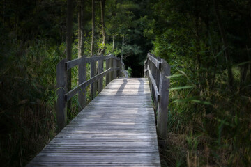 Brücke im Wald 