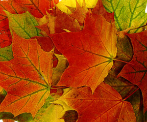 Naklejka na ściany i meble Composition of several maple leaves of different colors. Close-up. Natural color.