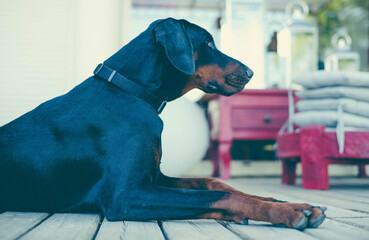 Doberman lies on a wooden terrace. Big black dog resting in summer day. Concept of happy animals life.
