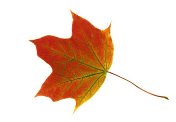 Autumn maple leaf on a light background. Natural color.