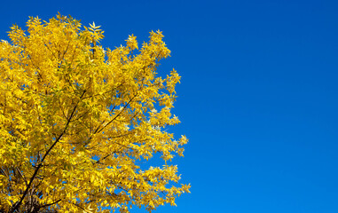 Bright autumn background of nature. Yellow autumn ash leaves against a blue sky