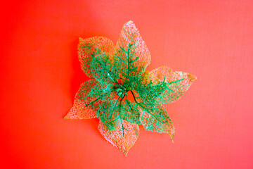 Christmas decoration Poinsettia in green color 