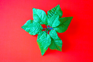 Christmas decoration green Poinsettia