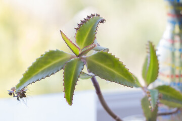 Seedlings of Kalanchoe plant sprout from the edge of the leaves of the stem. 