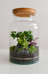 Small decoration plants in a glass bottle/garden terrarium bottle/ forest in a jar. Terrarium jar with piece of forest with self ecosystem. Save the earth concept. Bonsai, set of terrariums/ jars
