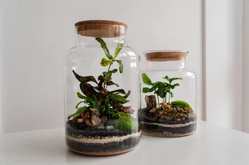 Foto op Canvas Small decoration plants in a glass bottle/garden terrarium bottle/ forest in a jar. Terrarium jar with piece of forest with self ecosystem. Save the earth concept. Bonsai, set of terrariums/ jars © Anna