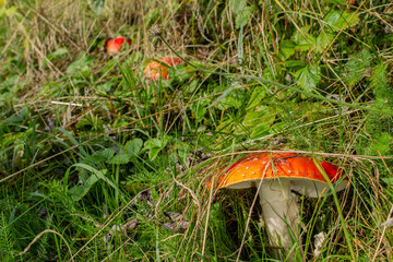 Forest non-edible poisonous mushrooms fly agarics. Beautiful and dangerous.