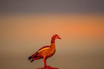 An isolated Egyptian goose perched on a building in urban area in South Africa