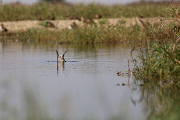 duck diving for food