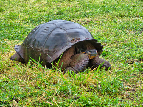 Tortugas gigantes de las islas Galapagos en Ecuador