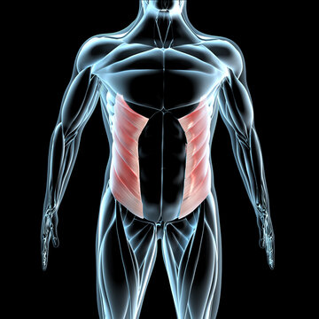 Female Chest and Abdominal Muscles Anatomy in Blue X-Ray outline