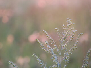 flowers in a field