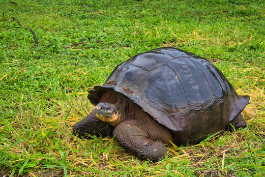 Tortugas gigantes de las islas Galapagos en Ecuador