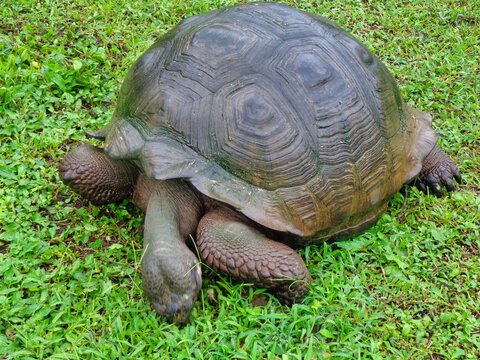 Tortugas gigantes de las islas Galapagos en Ecuador