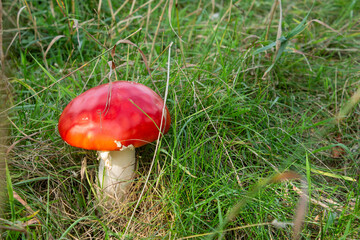 Amanita. A symbol of beauty and danger
