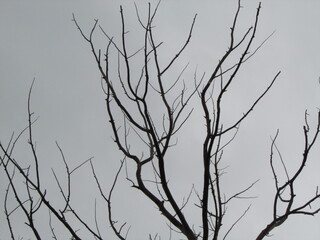 branches