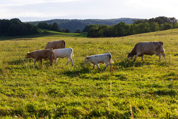 Cows grazing in the clean Nature in the Rychlebske Mountains, Northern Moravia, Czech Republic 
