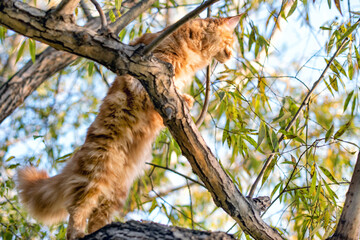 A big red maine coon kitten sitting on a tree in a forest in summer.