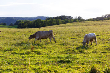 Cows grazing in the clean Nature in the Rychlebske Mountains, Northern Moravia, Czech Republic 
