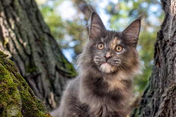 Naklejka na ściany i meble A big blue maine coon kitten sitting on a tree in a forest in summer.