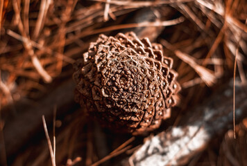 Pine cone on brown ground