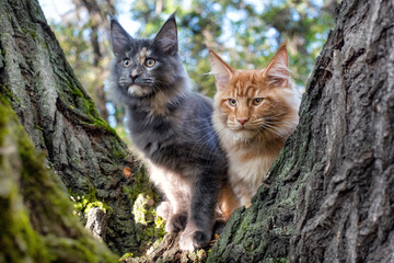Naklejka na ściany i meble Big blue and red maine coon kittens sitting on a tree in a forest in summer.