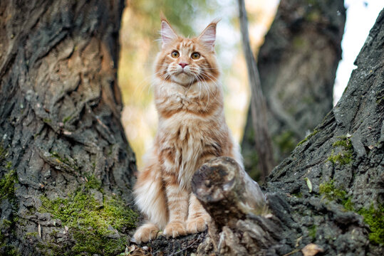 A big red maine coon kitten sitting on a tree in a forest in summer.
