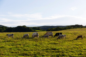 Fototapeta premium Cows grazing in the clean Nature in the Rychlebske Mountains, Northern Moravia, Czech Republic 
