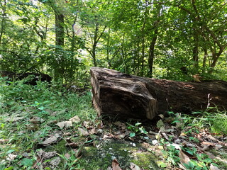 Large Log On The Ground With Leaves And Foliage Surrounding At Greenway Farms, Hixson, Tennessee