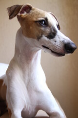dog looking