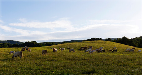 Fototapeta na wymiar Cows grazing in the clean Nature in the Rychlebske Mountains, Northern Moravia, Czech Republic 