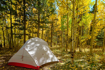 A tent sits in an aspen forest in autumn on national forest land outside of Nederland, Colorado