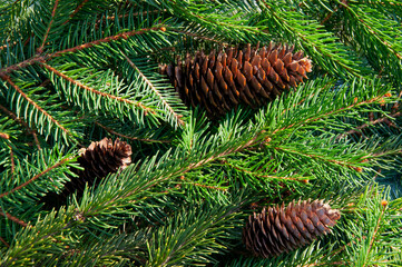 Christmas branch made of natural spruce with cones close up
