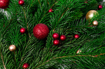 Obraz na płótnie Canvas Christmas branch of natural spruce with red and gold balls close-up. Christmas background.