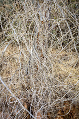 grass background
