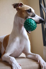 dog playing with ball