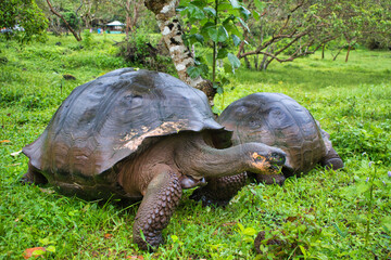 Fototapeta premium Tortugas gigantes de las islas Galapagos en Ecuador