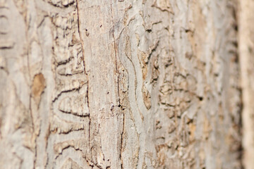 Obraz premium Close Up of Ash Bore Beetle Trails