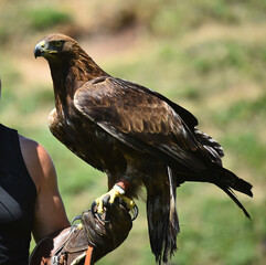 aguila real on spain