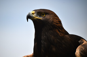 aguila real on spain